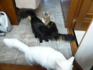 猫とガーデニング 猫とガーデニング