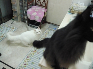 猫とガーデニング 猫とガーデニング
