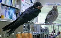 巣立ち
