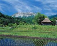 奥大山プレミアム特別栽培米研究会の「きぬむすめ」