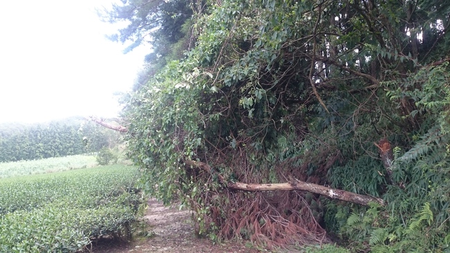 Fallen trees台風で倒木倒木倒木。。。