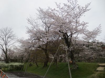 水源公園の桜