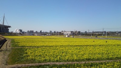 今週のマルシェは菜の花フェアー☆
