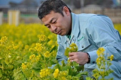 今週のマルシェは菜の花フェアー☆