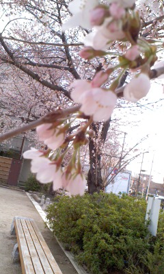 桜城址公園
