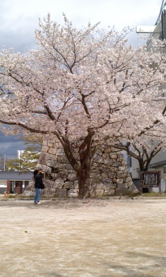 桜城址公園で土曜日に