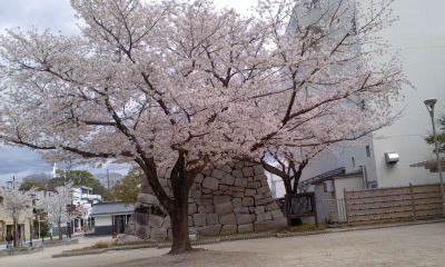 桜城址公園で土曜日に