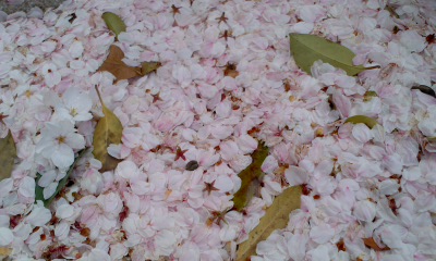 桜城址公園で土曜日に