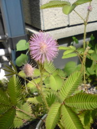 おじぎ草の花