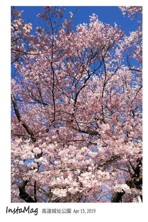 「天下第一の桜」【2019南信州小旅行 巻弐-⑧】