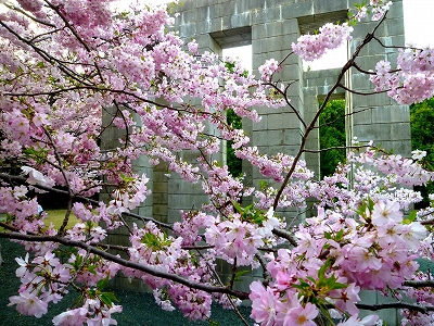 豊田市美術館で思い川桜が見頃