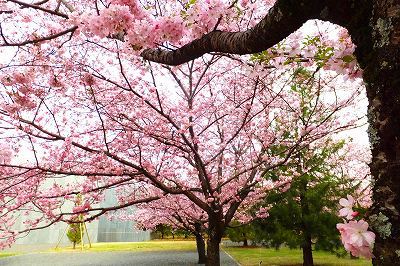 豊田市美術館の思川桜が見頃を迎えた
