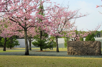 今年も豊田市美術館に思い川桜が還ってきた