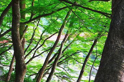 香嵐渓で楓の森林浴
