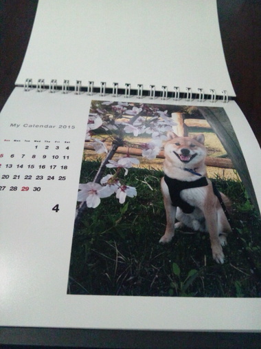 柴犬孝太のカレンダー