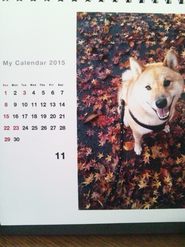 柴犬孝太のカレンダー