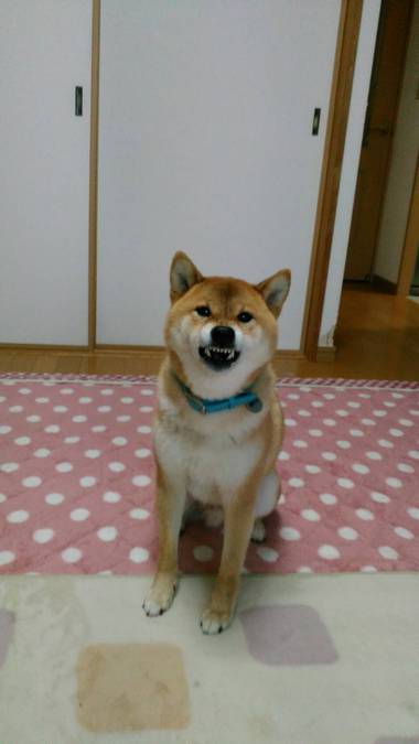 4月8日はシバの日!【柴犬あるある】 4月8日はシバの日!【柴犬あるある】