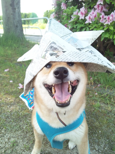 4月8日はシバの日!【柴犬あるある】 4月8日はシバの日!【柴犬あるある】