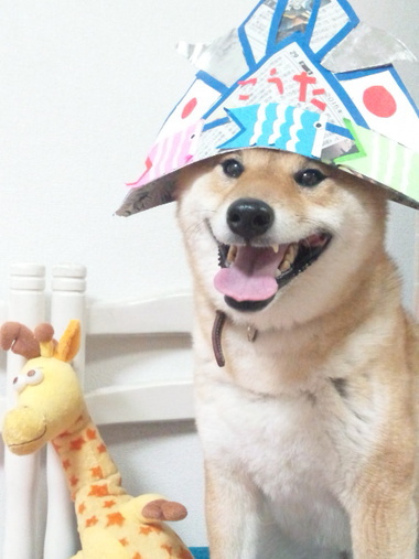 4月8日はシバの日!【柴犬あるある】 4月8日はシバの日!【柴犬あるある】