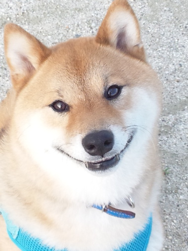 4月8日はシバの日!【柴犬あるある】 4月8日はシバの日!【柴犬あるある】