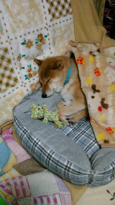 お弁当&犬用ベッドvs柴犬こうた その2 お弁当&犬用ベッドvs柴犬こうた その2