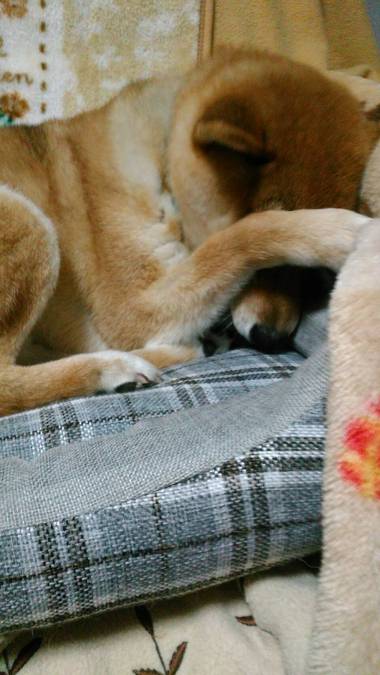 お弁当&犬用ベッドvs柴犬こうた その2 お弁当&犬用ベッドvs柴犬こうた その2