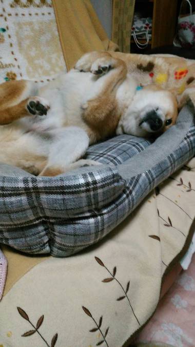 お弁当&犬用ベッドvs柴犬こうた その2 お弁当&犬用ベッドvs柴犬こうた その2