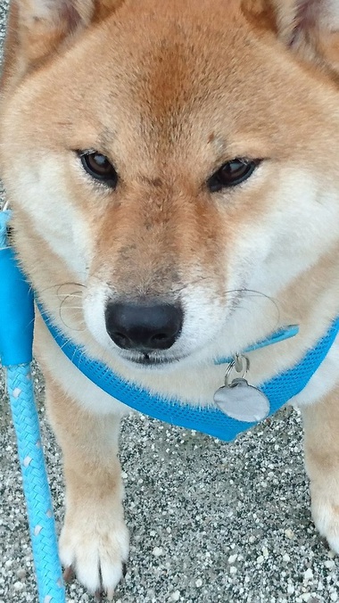 4月8日はシバの日!【柴犬あるある】 4月8日はシバの日!【柴犬あるある】