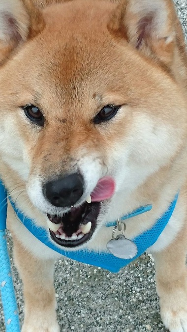4月8日はシバの日!【柴犬あるある】 4月8日はシバの日!【柴犬あるある】