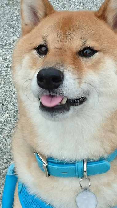 4月8日はシバの日!【柴犬あるある】 4月8日はシバの日!【柴犬あるある】