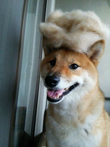 4月8日はシバの日!【柴犬あるある】 4月8日はシバの日!【柴犬あるある】