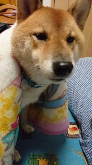 4月8日はシバの日!【柴犬あるある】 4月8日はシバの日!【柴犬あるある】