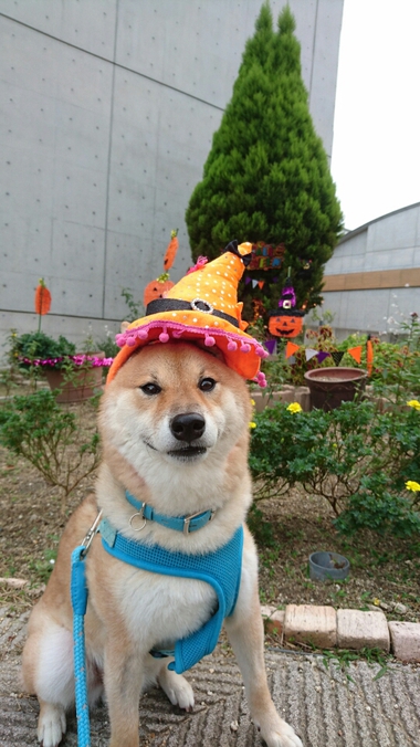 柴犬孝太のハロウィンファッション