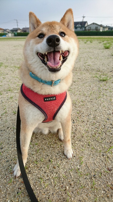 おやめください おやめください