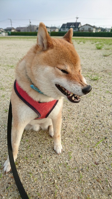 おやめください おやめください