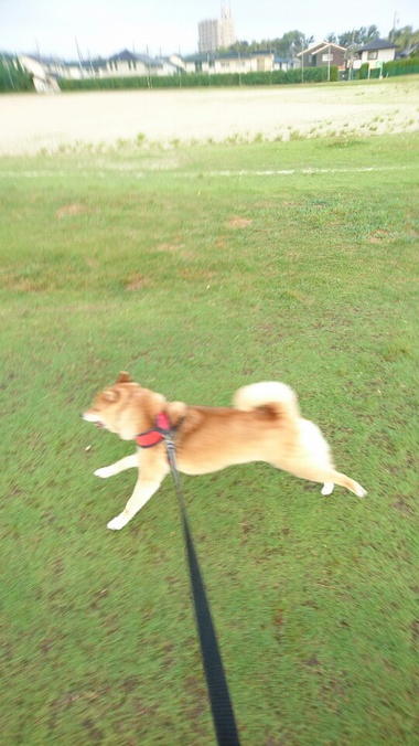 おやめください おやめください