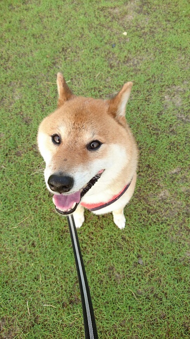 おやめください おやめください