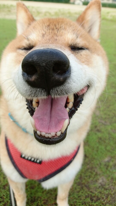 おやめください おやめください