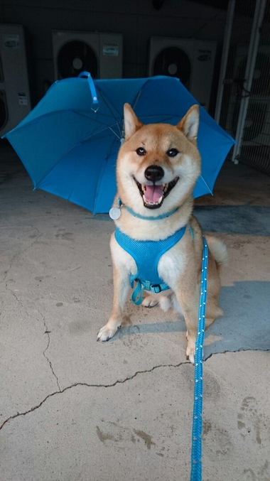 4月8日はシバの日!【柴犬あるある】 4月8日はシバの日!【柴犬あるある】