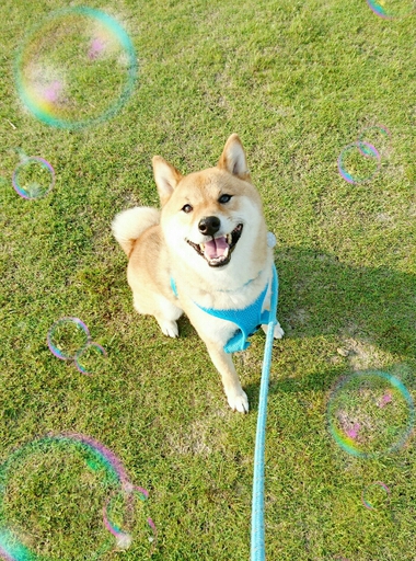 4月8日はシバの日!【柴犬あるある】 4月8日はシバの日!【柴犬あるある】