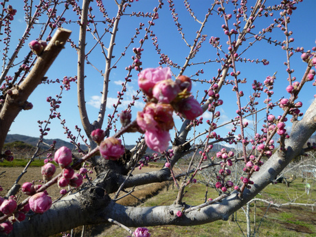 今年も桃の花の季節がやってきた