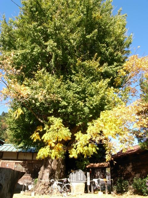 たまにはこぐぞう〜紅葉編〜