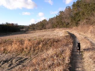 犬用の滑らないワックス