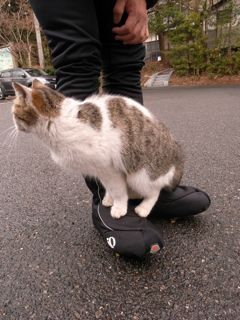 やっぱり雨かいな