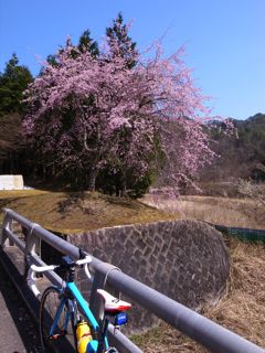 桜サイクリング