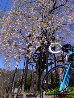 桜サイクリング