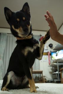 空飛ぶ犬