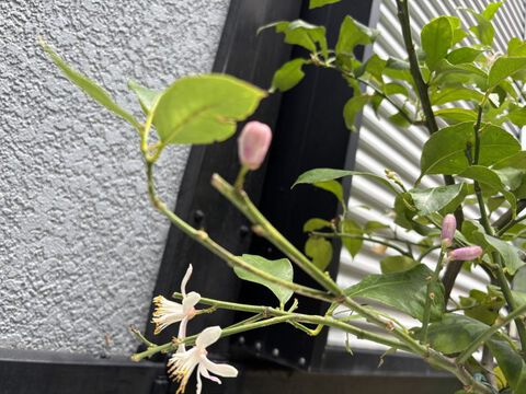 fiore 今年も紫陽花が咲き始めました。今年も変わらずコツコツ制作していきます。 fiore 今年も紫陽花が咲き始めました。今年も変わらずコツコツ制作していきます。