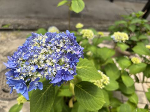 fiore 今年も紫陽花が咲き始めました。今年も変わらずコツコツ制作していきます。 fiore 今年も紫陽花が咲き始めました。今年も変わらずコツコツ制作していきます。