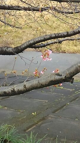 葵桜の開花はいつかな? 葵桜の開花はいつかな?